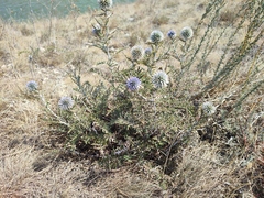 Echinops