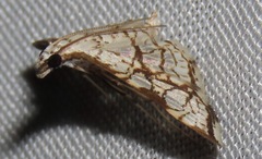 Aphytoceros lucusalis