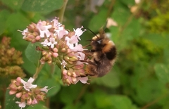 Bombus