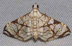 Aphytoceros lucusalis