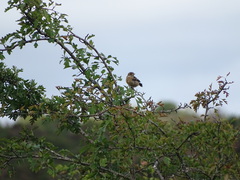 Saxicola rubicola