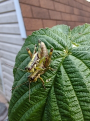 Booneacris glacialis