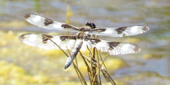 Libellula pulchella