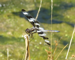 Libellula pulchella