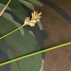 Carex brizoides