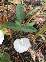 Centrosema virginianum