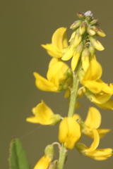 Melilotus altissimus