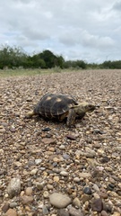 Gopherus berlandieri