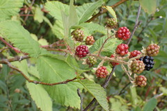 Rubus armeniacus