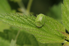 Cassida viridis