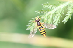 Sphaerophoria taeniata