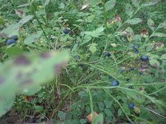 Vaccinium myrtillus