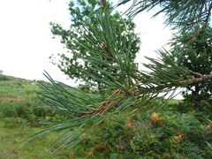 Pinus sylvestris