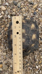 Gopherus berlandieri