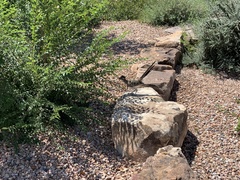 Geococcyx californianus