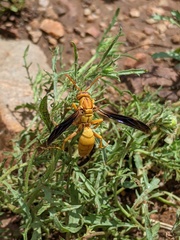 Polistes flavus