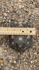 Gopherus berlandieri