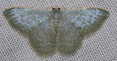 Chloropteryx