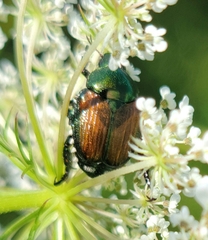 Popillia japonica