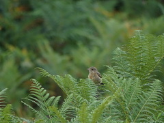 Saxicola rubicola