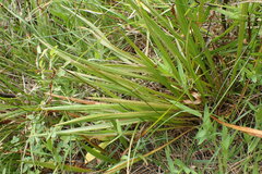 Plantago macrocarpa