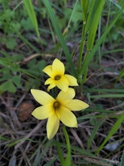 Romulea flava