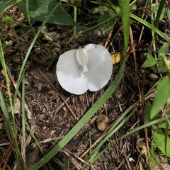 Centrosema virginianum