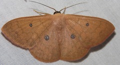 Cyclophora