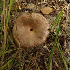 Lactarius quietus