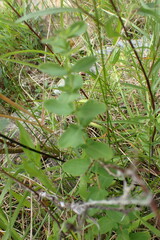 Hypericum scouleri
