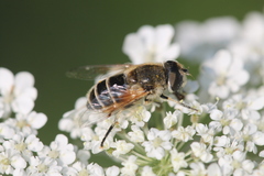 Eristalis arbustorum