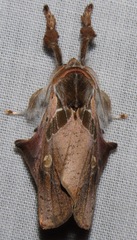 Desmoloma signata