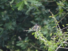 Saxicola rubicola
