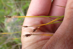 Trichophorum cespitosum