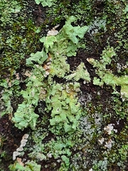 Flavopunctelia flaventior