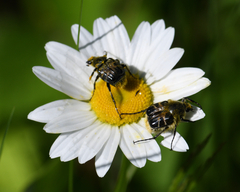 Trichiotinus assimilis