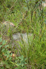 Trichophorum cespitosum