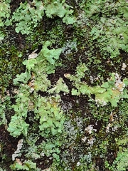 Flavopunctelia flaventior