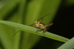 Roeseliana roeselii