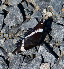Limenitis arthemis arthemis