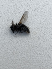 Tabanidae