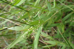 Dichanthelium