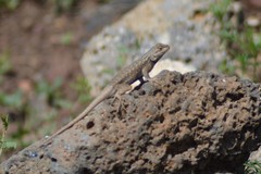 Sceloporus tristichus
