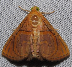 Eulepidotis bourgaulti