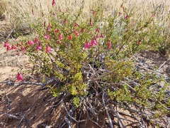 Hermannia stricta