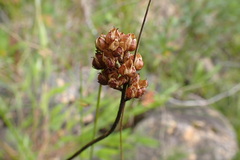 Triantha glutinosa