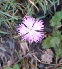 Dianthus hyssopifolius