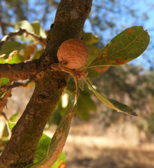 Burnettweldia washingtonensis