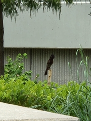 Pycnonotus cafer