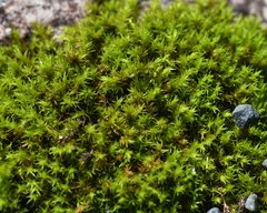 Racomitrium